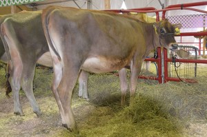 LOT 7 - TLJ TEQUILA CARAMEL-ET, Born 3/2/2014 | GJPI -59 | GJUI +5.63 Click on the picture for the video