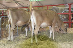 Lot 8 (foreground) and Lot 9