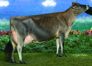 RATLIFF SAMBO MARTINA, E-94% _________________ LOT 25 - 10 Units of Lester Sambo Semen. "Martina" is a daughter of "Sambo" and was the 2007 National Jersey Jug Futurity Winner