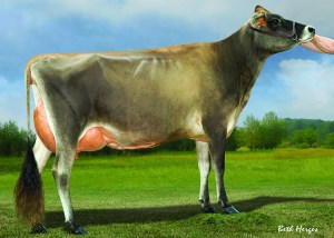 LOT 15 - WOODMOHR JAMAICA MYSTERY - is entered to show in the Central National Jersey Show on Wednesday morning! Buy her and hear your name announced from the colored shavings! Bred to "Impression" in August.