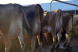 LOT 400 - AHLEM FARMS PARTNERSHIP A group of 25 1st lactation cows with 46 DIM and 50 lbs. of milk on average. Click on picture for the video of the lot