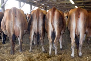 CLICK ON THE PHOTO FOR VIDEO of the bred heifer pen at the Dairyland Protein Sale in Janesville, Wis.