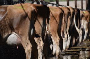 LOT 200 - CHARLES AHLEM RANCH A group of 22 1st lactation cows with 26 DIM and 47 lbs. of milk on average. Click on picture for the video of the lot
