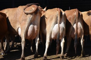 LOT 900 - DAN & MELISSA COSTA A group of 11 1st & 2nd lactation cows with 75 DIM and 60 lbs. of milk on average. Click on picture for the video of the lot