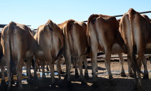 LOT 950 - DAN & MELISSA COSTA A group of 10 3red Trimester heifers with an average of 202 days carrying a calf. Click on the picture for a video of the lot