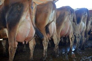 LOT 100 - FANELLI DAIRY A group of 25 1st lactation cows with 86 DIM and 50 lbs. of milk on average. Click on picture for the video of the lot