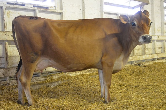 OAKHAVEN LEGAL MAID, VG-82% sold as Lot 113. She is due with a Heartland Merchant Topeka calf in mid-November and ranks on the Top 1.5% GJPI Cow list in (10/2014). "Maid" was consigned by Justin Lemmermen and Oakhaven Jerseys of Galloway, Ohio and was sold to Zeinstra Farms, LLC in Shelbyville MI for $3,500.