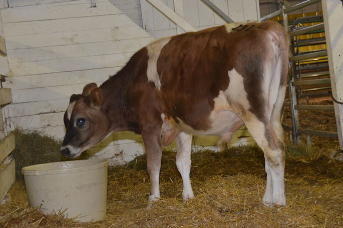 Our lone "Stud" bull this year, Lot 131 is GRAZELAND PLUS KRYSTOFF. He has a GJPI of 188 and has a full sister who is on the Top 1.5% GJPI Cow List (10/2014) and was just raised to Excellent-90%. Type and Production are part of his pedigree. A short VIDEO can be found of him by clicking on the picture.