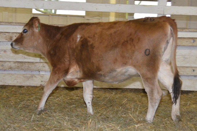 Open heifers are available, down to the youngest member with an August,  2014 birthdate. Take a look at them HERE!