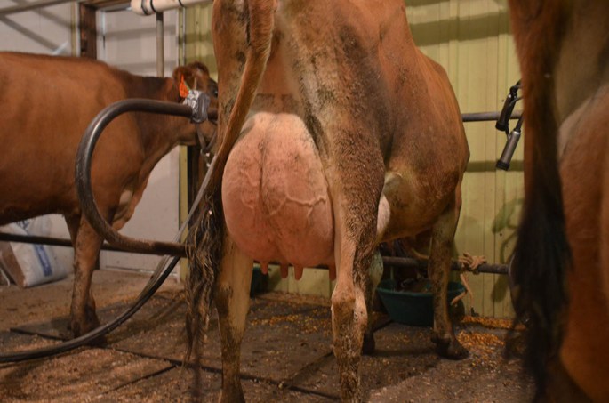 LOT 51 - HEI-BRI BOMBER NAOMI Fresh 9/5/2014, she had 76# on her Sept. test and is out of a long line of VG or EX dams with solid production records.