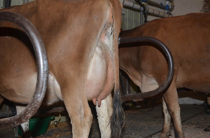 LOT 56 - HEI-BRI MAXIMUM CHIP Fresh 9/4/14, she had 51# for the tester in Sept. Her dams are all VG or EX and have solid production records, the grandam over 23,000M and over 1000F