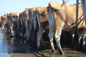 LOTS 150 & 175 - NYMAN BROS. Two groups of 3rd Trimester heifers, due in October or November. Click on picture for the video of the lot