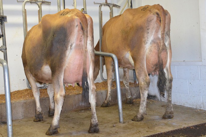 There are about 33 cows in the milking herd at the Ohio Fall Production Sale. Click on the picture to see the VIDEO of the COWS.