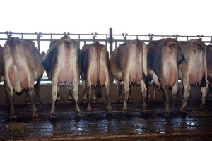 LOTS 300 & 350 - RED TOP JERSEYS 2 groups totaling 35 head 1st lactation cows. Lot 300 is 20 head with 56 DIM and 52 lbs. of milk on average. Lot 350 is 15 head with 54 DIM and 52 lbs. of Milk on average. Click on picture for the video of the lot