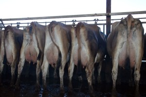 LOT 725 - WICKSTROM BROS. A group of 19 1st lactation cows with 61 DIM and 50 lbs. of milk on average. Click on picture for the video of the lot