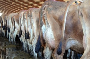 LOT 750 - WICKSTROM JERSEY FARMS A group of 19 1st lactation cows with 61 DIM and 50 lbs. of milk on average. Click on picture for the video of the lot