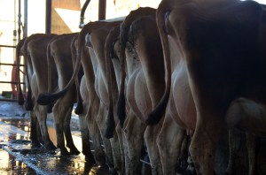LOT 700 - WICKSTOM JERSEY FARMS  A group of 15 1st lactation cows with 52 DIM and 47 lbs. of milk on average. Click on picture for the video of the lot