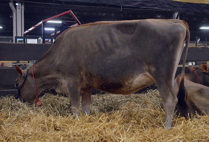 AA LOT 10 - RATLIFF ACTION DAINTY-ET Born 12/1/2012 | *** Bred 95 days to Ratliff Tequila All Star (a grandson of the great "Alicia"). Lot 10 and her pregnancy combine two of the greatest cow families in the breed - "Veronica" and "Alicia"! (Click on Picture to watch video)