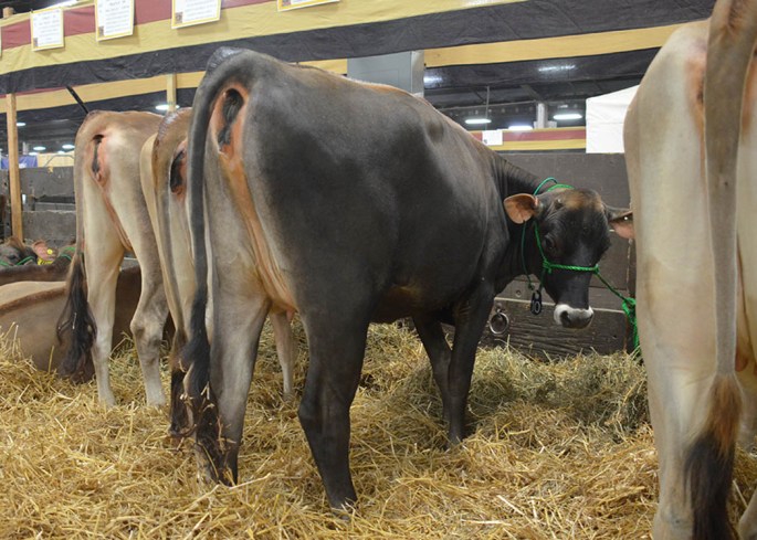 POG LOT 10 - ANTEBELLUM PHAROAH BELZONI-ET Born 9/18/2013 | GJPI +167 Sells Open with AI Interest