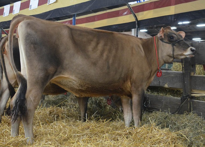 AA LOT 11 - SUNSET CANYON ANTHEMS RESPONSE-ET Born 12/1/2013 Click on the picture for her video!