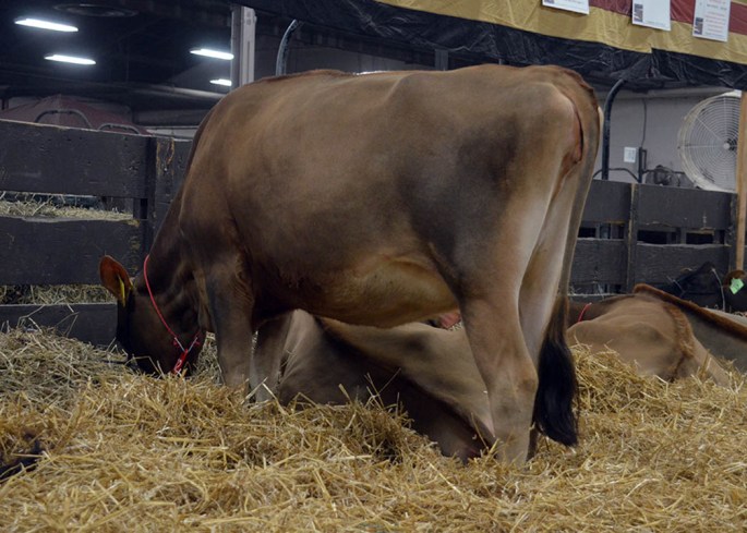 AA LOT 12 - SMJ SEBASTIAN TINSEL Born 12/25/2012 | GJPI +217 | Pregnant, due in February to BW Citation A-ET, 7JE1348