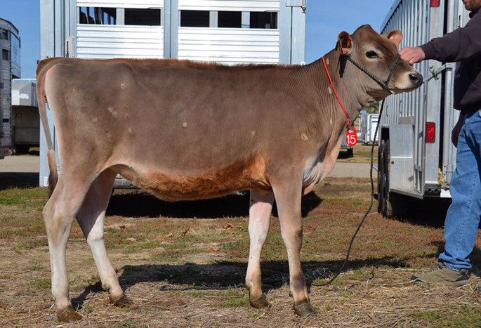 Click on her picture to view her video! "Charmin" is in Louisville, KY and can be viewed in person if you wish.