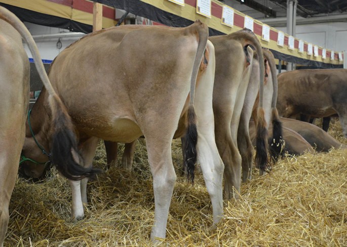 POG LOT 17 - SCHIRM PLUS SATURN Born 11/11/2013 | GJPI +247 Open and AI Interest