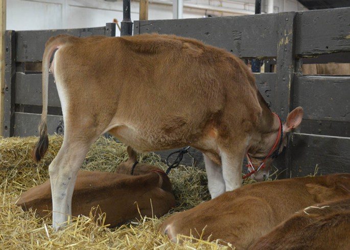 AA LOT 17 - KESSLERS CRITIQUE CC CALLIE-P Born 5/20/2014 | GJPI 208  Ranks in the top 30 on the Polled GJPI List and has contract interest