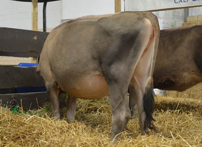 POG LOT 2 - COLD RUN VISIONARY ANCHOR  Born 8/26/2013 | GJPI +181 Bred 11/4/2014 to Jars of Clay Barnabas, 7JE1294