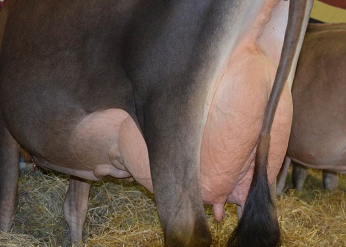 AA LOT 20 - BRIDON EXPLOIT GERMAINE, VG-88% - Fresh 08/07/2014 - milking 77# on last test