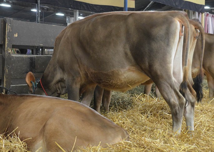 AA LOT 23 - KY-HI PHAROAH PEACEFULL-P-ET Born 3/2/2014 | GJPI 205  Sells Open with Contract interest 