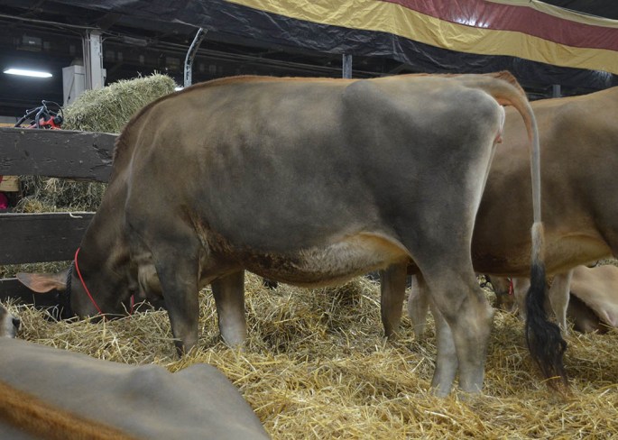 AA LOT 27 - KEVETTA ECLIPES VICTORIA-P-ET Born 3/10/2013 | Pregnant, Due in April to "Valentino" DAM IS NOW E-93% (max score)