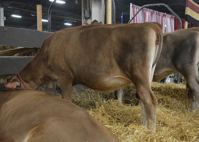 LOT 29 - DWJ PREMIER ALOT MILLEE  Born 12/1/2013  She has 5 VG or EX dams behind her.