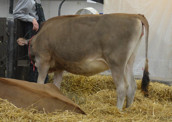 AA LOT 30 - MILK-N-MORE AMAZING ENESHIA Born 3/3/2014 | GJPI 190  Sells Open with Contract Interest