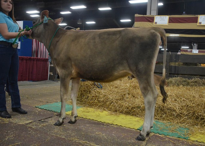 POG LOT 33 - BERRYS MASTERS EUPHORIA Born 2/12/2014 | GJPI 161 Sells Open with AI Interest