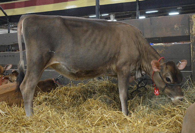 AA LOT 34 - BLJ METALICA JAZMIN Born 6/1/2014 Sells Open