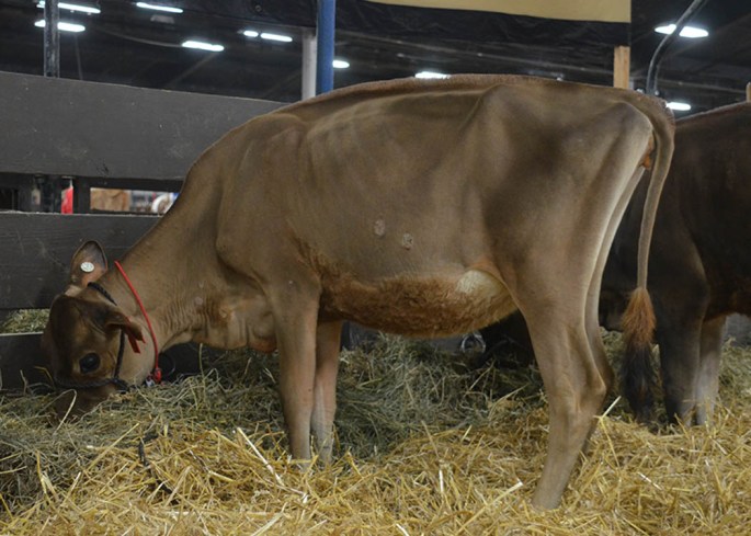 AA LOT 38 - SOUTH MOUNTAIN COUNCILLOR JESICA-ET Born 3/5/2014 Click on picture for video!