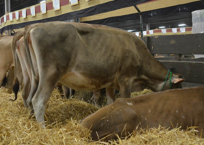 POT LOT 4 - KILGUS SAMPSON MARLA  Born 9/1/2013 | GJPI 140 Sells Pregnant, Due in June to BW Metalica-ET