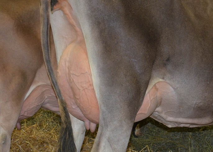 AA LOT 45 - ROYALTY RIDGE TEQUILA FIRE-ET, VG-83% Fresh 10/1/2014