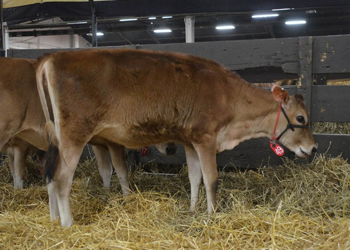 AA LOT 49 - SUNSET CANYON SPARKY T DAFFY 436 Born 6/28/2014 | GJPI 204 Moved from the POG sale to the AA sale - she is from the famous "Daffy" family that has done so well for the Eric Silva family in Oregon. Check out her Fly Sheet in the Link at the start of this blog post. 