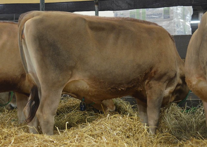 POG LOT 6 - VALSIGNA MARCIN 23308 Born 9/4/2013 | GJPI +193 | GJUI +5.64 Bred 10/17/2014 to Sexed Goldust Valentino Layne-ET, 11JE1122