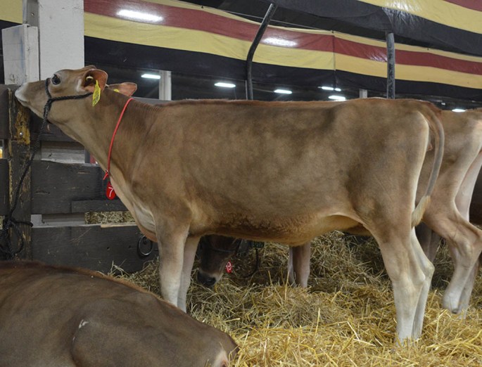 AA LOT 7 - FARIA BROTHERS MAGNUM DI MARIA-P Born 3/1/2014 | GJPI 220 She was the #1 CM$ Polled heifer in the breed in October