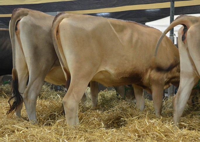 POG LOT 7 - SUN VALLEY IRWIN GRACE-ET Born 9/9/2013 | GJPI +190  Sells Pregnant, due in May to Missiska Mackenzie-ET