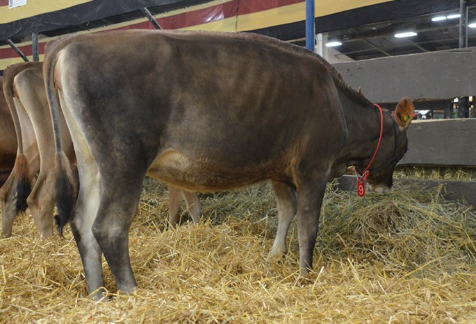 AA Lot 9 - Norse Star Premier Gracious (Twin) Born 3/19/2014 Grandaughter of Payneside GG Got Milk, E-93%