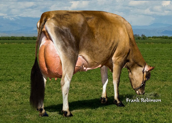 LOT 2 - D&E HEART BELL 5500, VG-84% was the Highest Selling Lot of the evening. She struck off at $5100 for Donny Rollin in Riverdale, CA and was consigned by Avi-Lanche Jerseys in Dalhart, TX