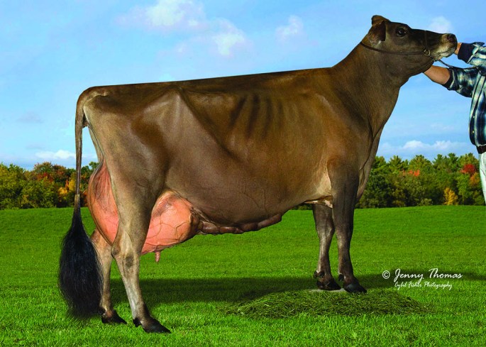 LOT 41 - BILLINGS LEGION MINI ME, E-95%