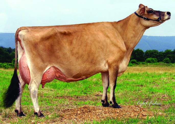 LOT 40 - BOLLE-ACRES MJ WILLIE AMY, E-95% 5th Dam of Golden Dream Met Sasha