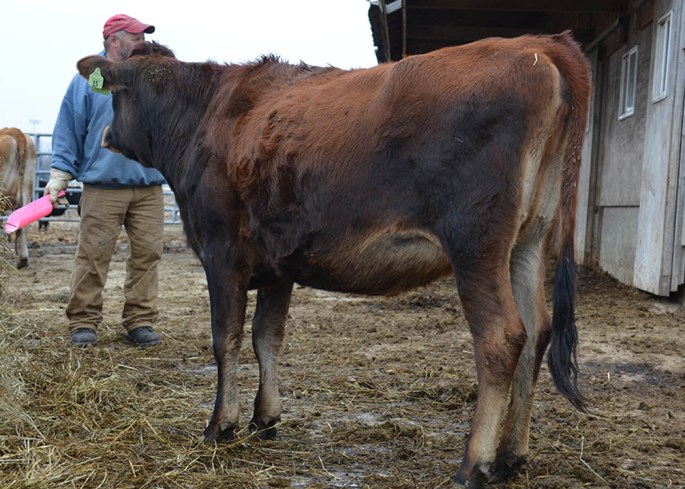 LOT 11 - CARDINALVU TEQUILA EMMA-ET