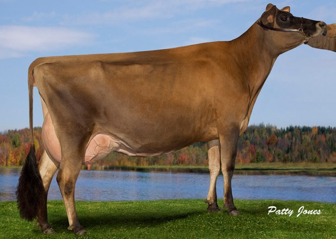 LOT 80 - AVONLEA KOMBAT CHIME, E-92% was purchased by Donny Rollin for $3000 and was consigned by Jeremy and Azaria Angstman, Oakes, ND