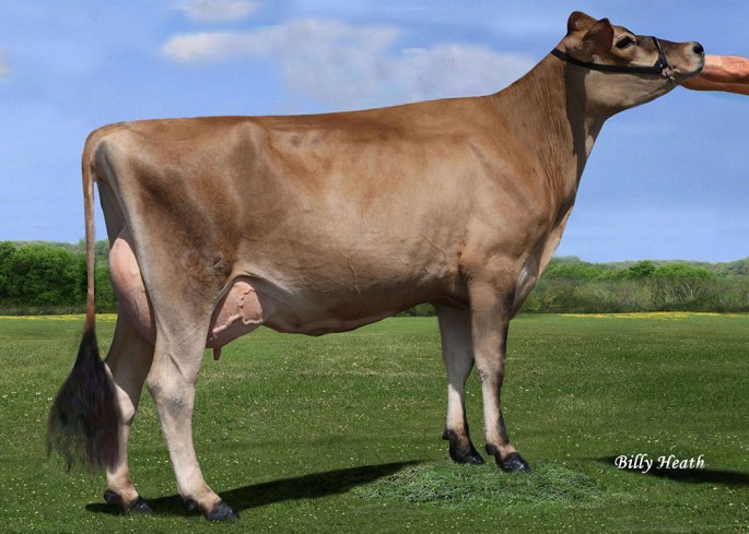 LOT 56 - OOMSDALE GLORY RENEG GEMS, VG-83% sold to Wakker Dairy, Kewanee, WI for $3,525. The GJPI 168, fresh in October female was consigned by Mike Ooms, Valatie, NY